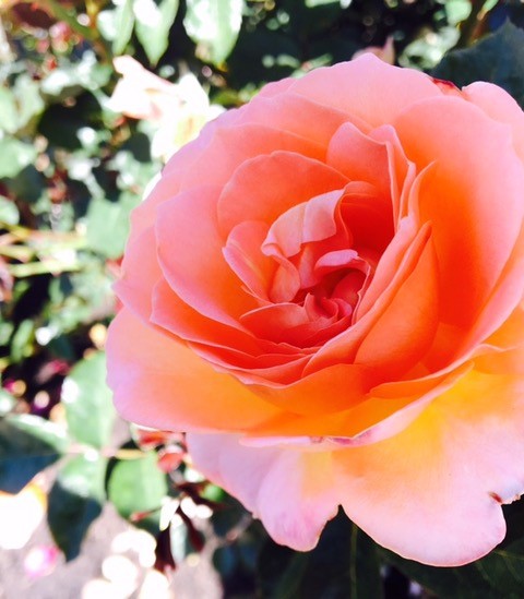 flower